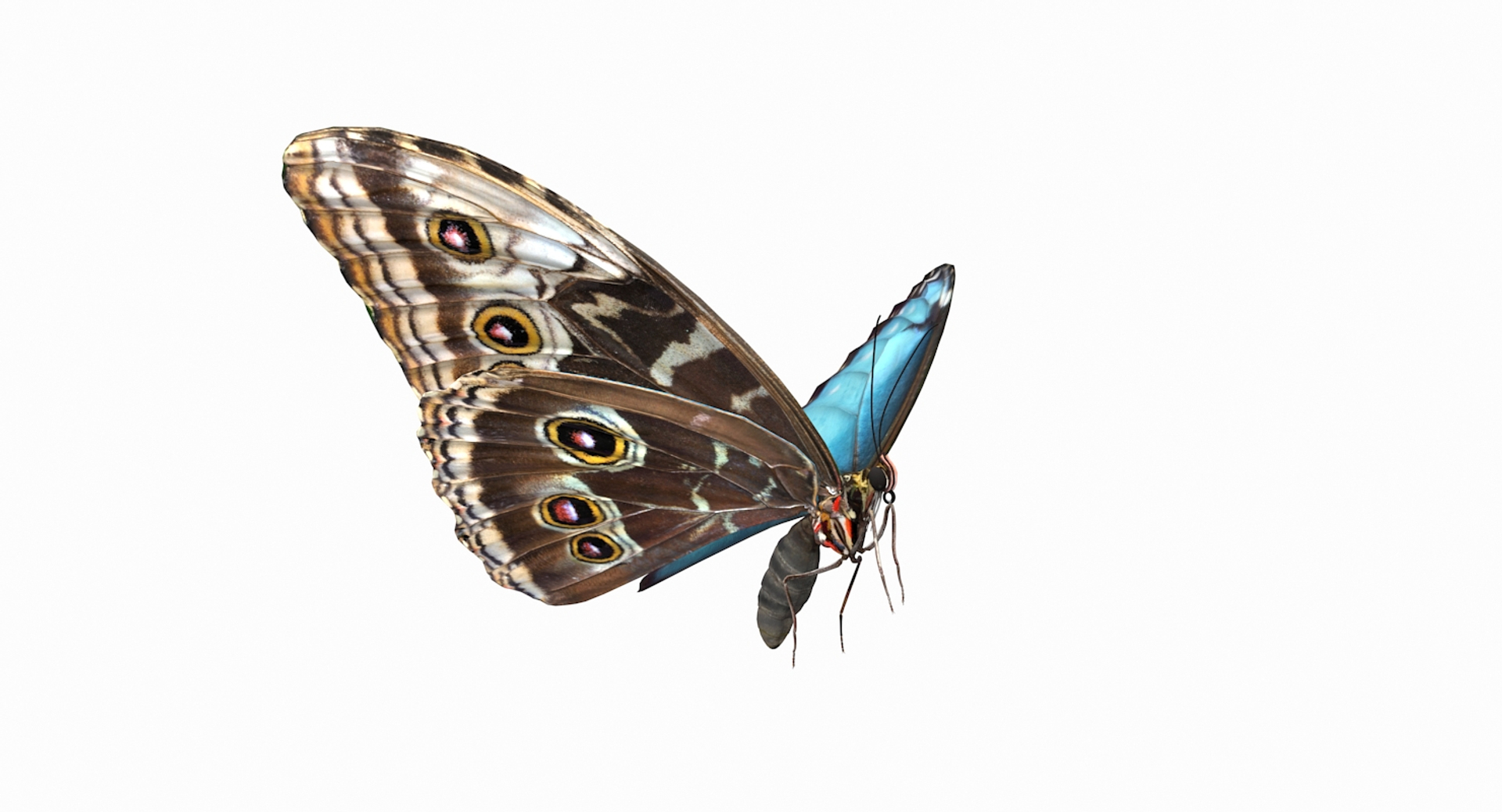 3D common morpho butterfly model https://p.turbosquid.com/ts-thumb/cW/kxv3fd/xKBMMjrR/common_morpho_butterfly_360/jpg/1496293433/1920x1080/turn_fit_q99/4864c03c769745ed8ab85318ee28c3e47d9e7c7a/common_morpho_butterfly_360-1.jpg