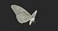 Common Morpho Butterfly
