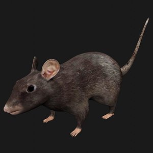 Black Rat Rigged Low Poly