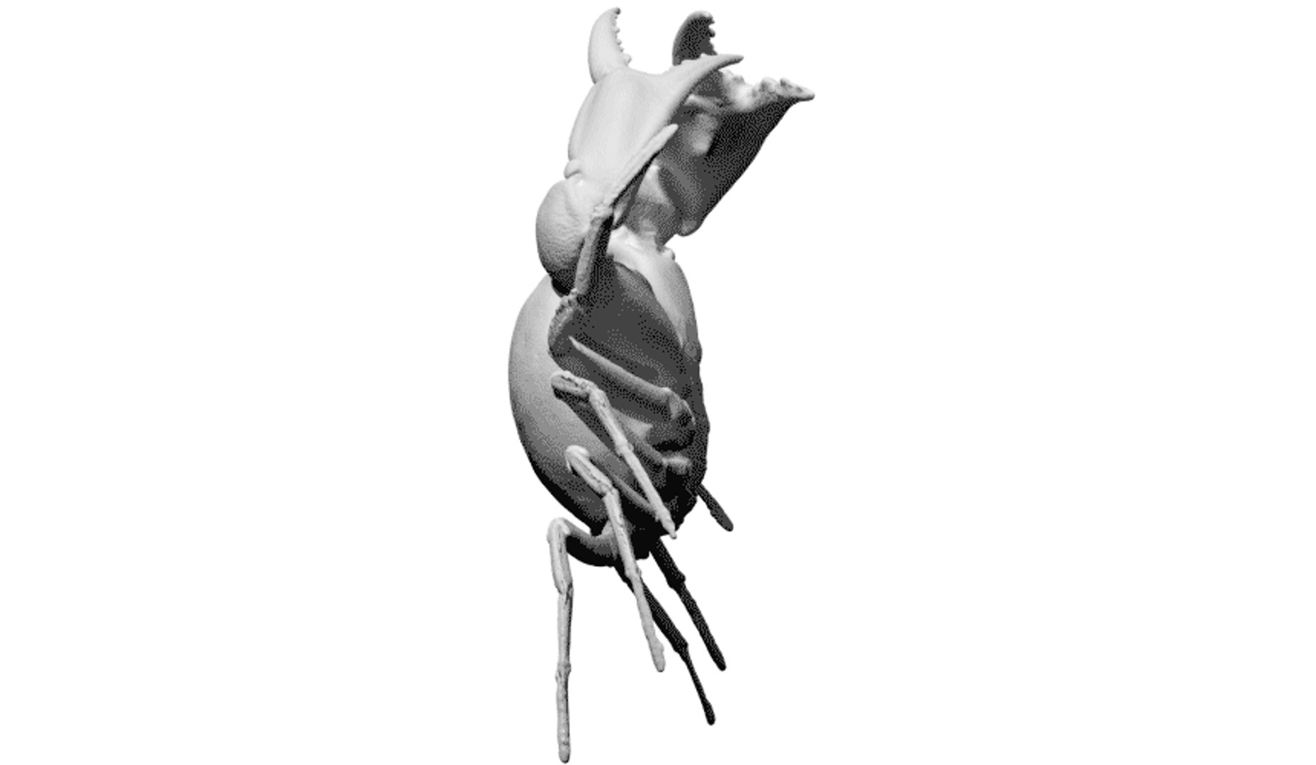 free scan carcinoplax suruguensis crab 3d model https://p.turbosquid.com/ts-thumb/cW/yD0Zii/Mx3QLF3J/2/jpg/1462964058/1920x1080/fit_q87/a50553240c063655218fbcebaf8056827b2de9b8/2.jpg