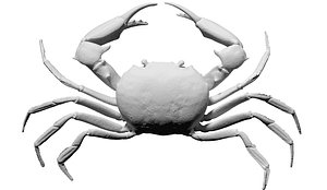 free scan carcinoplax suruguensis crab 3d model