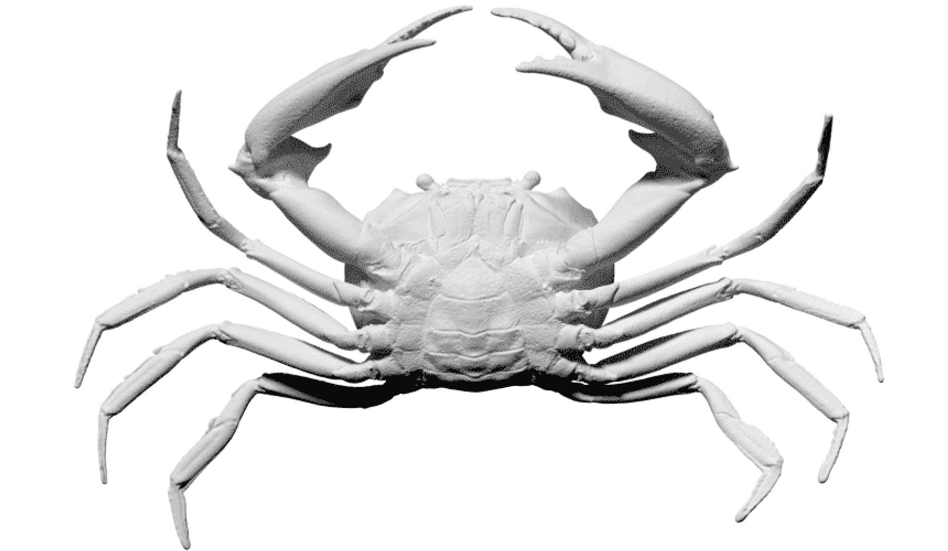 free scan carcinoplax suruguensis crab 3d model https://p.turbosquid.com/ts-thumb/cW/yD0Zii/fgpcTsQQ/3/jpg/1462964061/1920x1080/fit_q87/4500f456118fd382e9696a30d818fbbcc9304e43/3.jpg