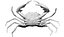 Krab Carcinoplax Suruguensis
