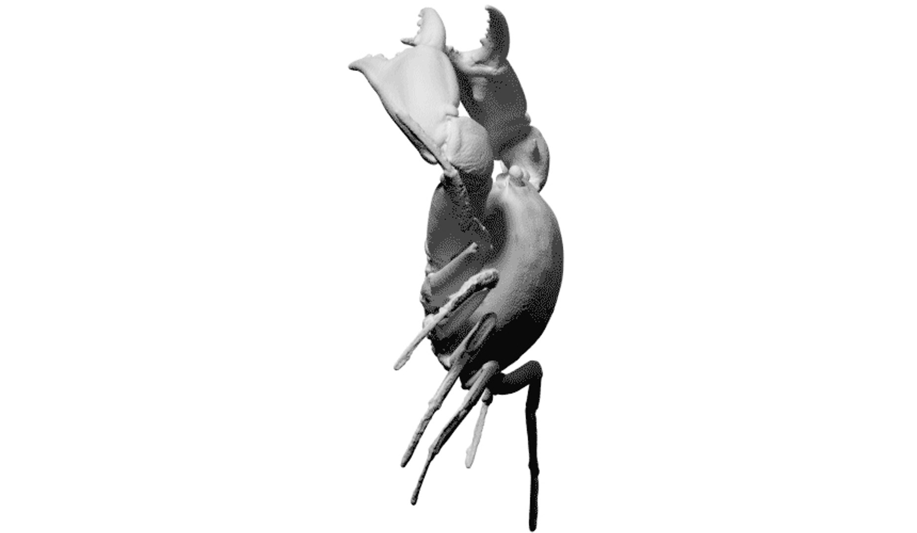 free scan carcinoplax suruguensis crab 3d model https://p.turbosquid.com/ts-thumb/cW/yD0Zii/p8oRXk4e/4/jpg/1462964065/1920x1080/fit_q87/0b672142767fa2dd7f5048628a6be204373f1979/4.jpg