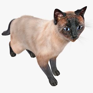 3d siamese cat pose 3 model