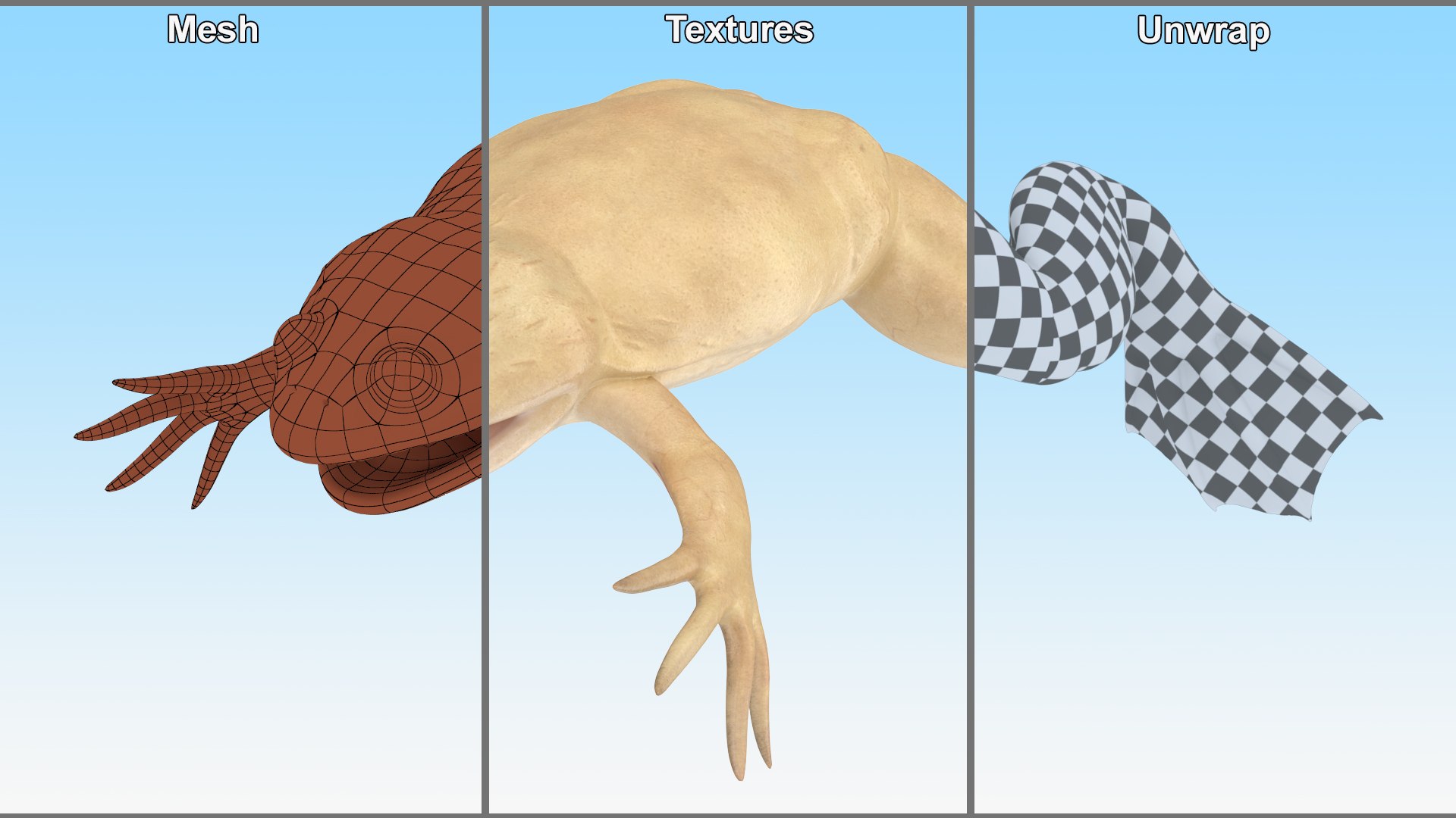 Xenopus African Clawed Toad Rigged For Cinema 4D 3D Model - TurboSquid ...