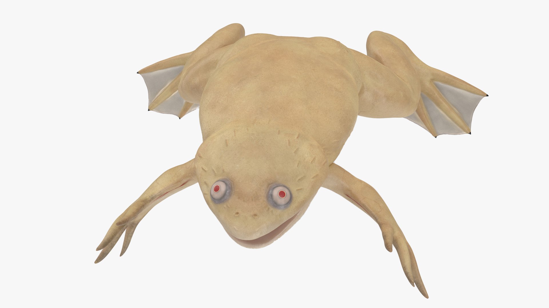 Xenopus African Clawed Toad Rigged for Cinema 4D 3D model - TurboSquid ...