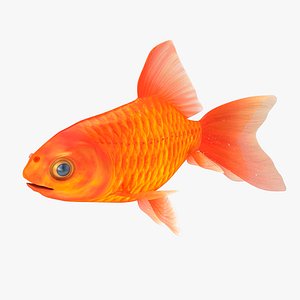 gold fish 3d model