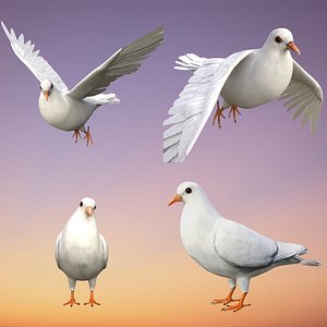 Dove 2 Versions flying and standing White Pigeon Rigged Low Poly