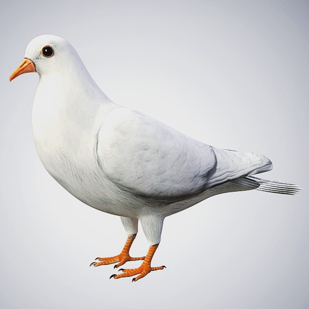 Dove Rigged White Model - TurboSquid 1661352