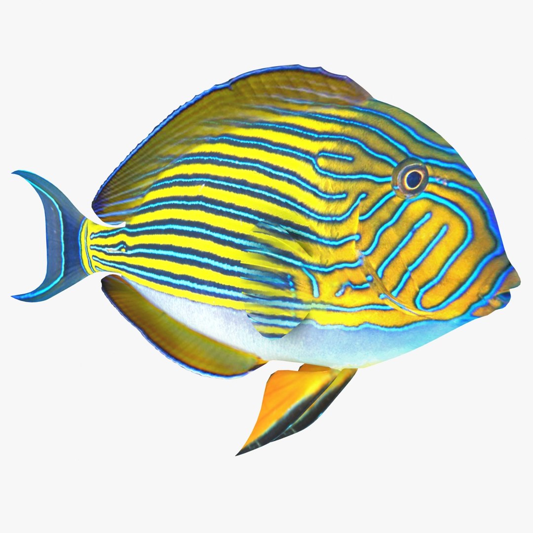reef fish 3D model https://p.turbosquid.com/ts-thumb/cX/VdrrwU/2FtdqQsY/clowntangr2/jpg/1510382942/1920x1080/fit_q87/1a76e2c0e1f739e8912cc957e95ac6e2796c343e/clowntangr2.jpg