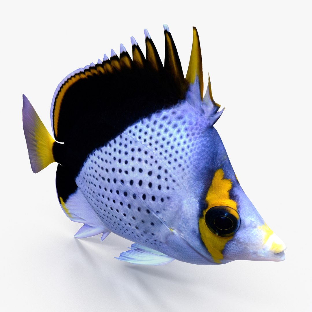 reef fish 3D model https://p.turbosquid.com/ts-thumb/cX/VdrrwU/5QXHinhd/tinkers_r0005/jpg/1510383380/1920x1080/fit_q87/7bdb78cbf14f667f1a95de9703659d276e894120/tinkers_r0005.jpg