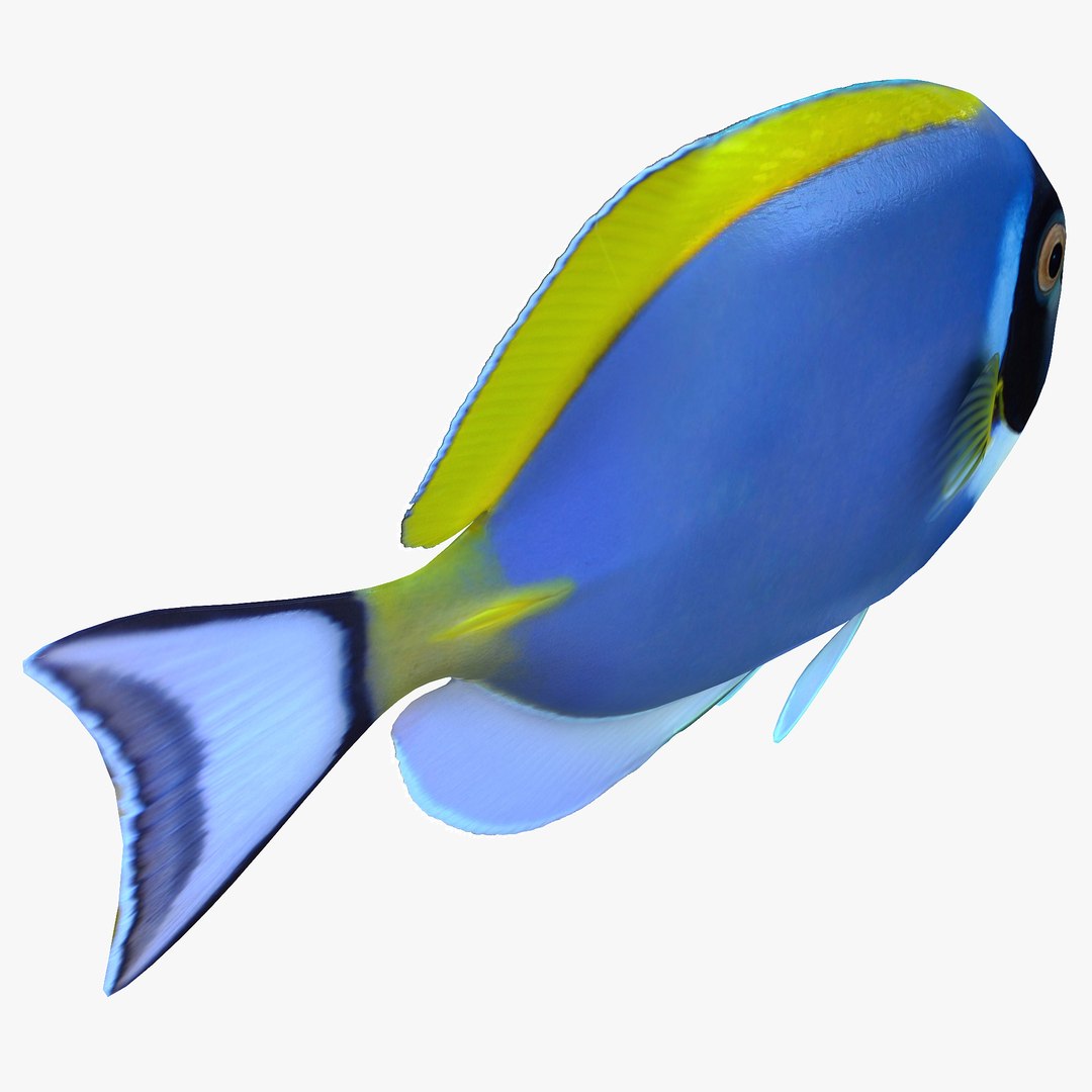 reef fish 3D model https://p.turbosquid.com/ts-thumb/cX/VdrrwU/5lhCOAug/powderbluetangr5/jpg/1510383187/1920x1080/fit_q87/9c58ff173c8d9b5c1444c83c559f65c8a3abbb01/powderbluetangr5.jpg