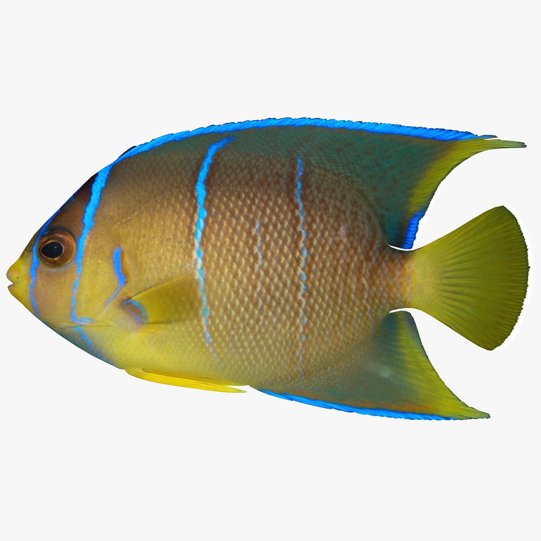 reef fish 3D model https://p.turbosquid.com/ts-thumb/cX/VdrrwU/7LU60w6d/pomacanthusr2/jpg/1510383187/1920x1080/fit_q87/7cfdfa0f4acd531d6147c62dacfa6856aa2ba751/pomacanthusr2.jpg