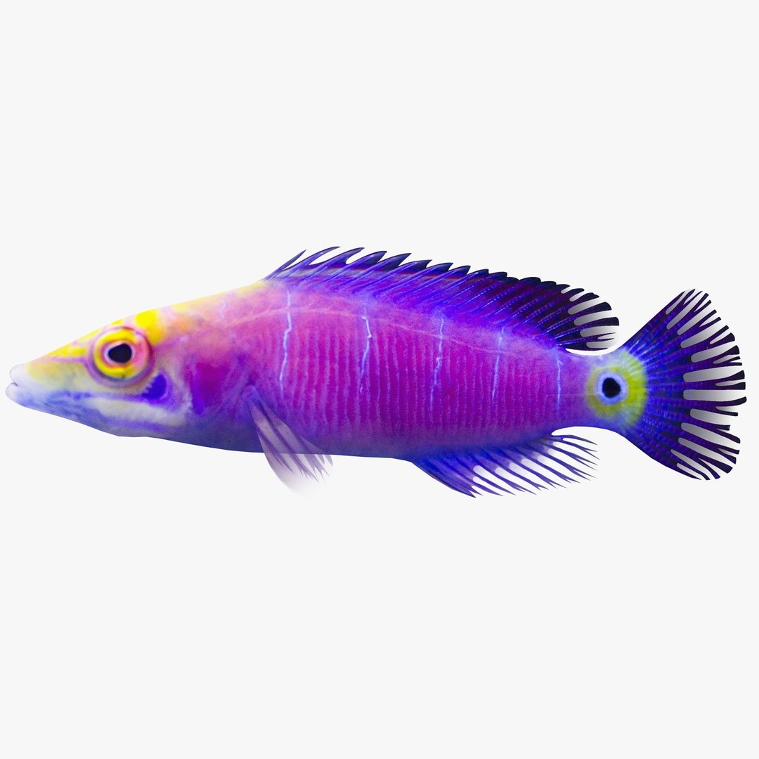 reef fish 3D model https://p.turbosquid.com/ts-thumb/cX/VdrrwU/8mAWvtG6/mysterywrasser1/jpg/1510383093/1920x1080/fit_q87/1cbe340d507ac778ff9060a38391f767e85dc604/mysterywrasser1.jpg