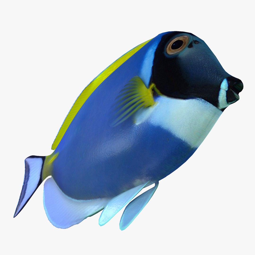 reef fish 3D model https://p.turbosquid.com/ts-thumb/cX/VdrrwU/9XVn07tY/powderbluetangr3/jpg/1510383187/1920x1080/fit_q87/edbce16c570280bd47ded322e799bec335415beb/powderbluetangr3.jpg