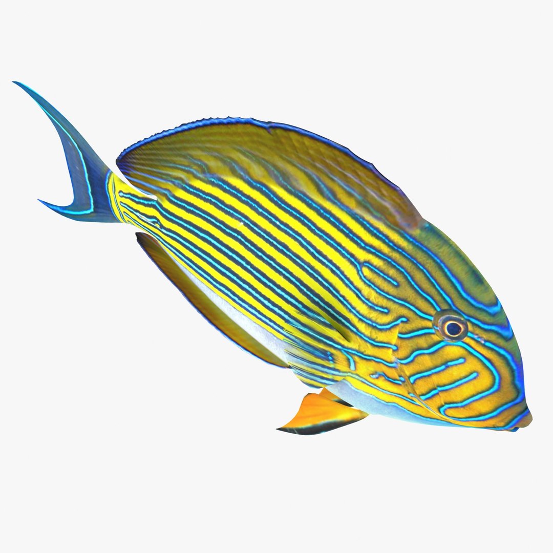 reef fish 3D model https://p.turbosquid.com/ts-thumb/cX/VdrrwU/CX19ujn3/clowntangr4/jpg/1510382942/1920x1080/fit_q87/99c8e6b6a0fb8743c9051ac19a4f07127f9dfba3/clowntangr4.jpg