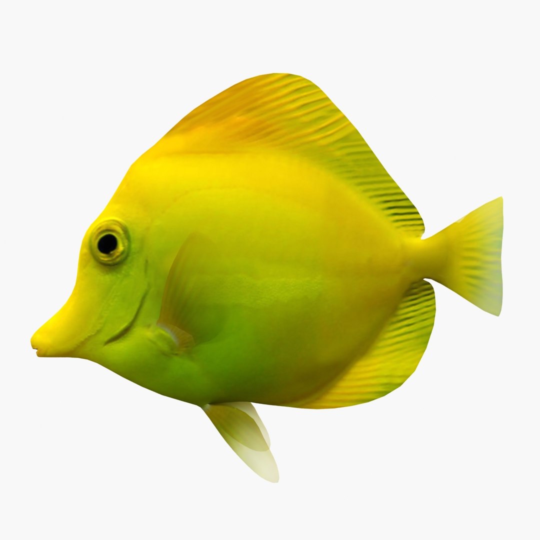 reef fish 3D model https://p.turbosquid.com/ts-thumb/cX/VdrrwU/H3D1Xx5r/tangyr1/jpg/1510383187/1920x1080/fit_q87/01dfd0673178dc1d4afdf66896161a45458fc96a/tangyr1.jpg