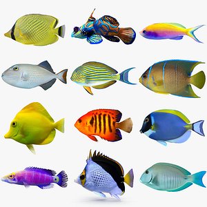 Reef Fish Collection 02