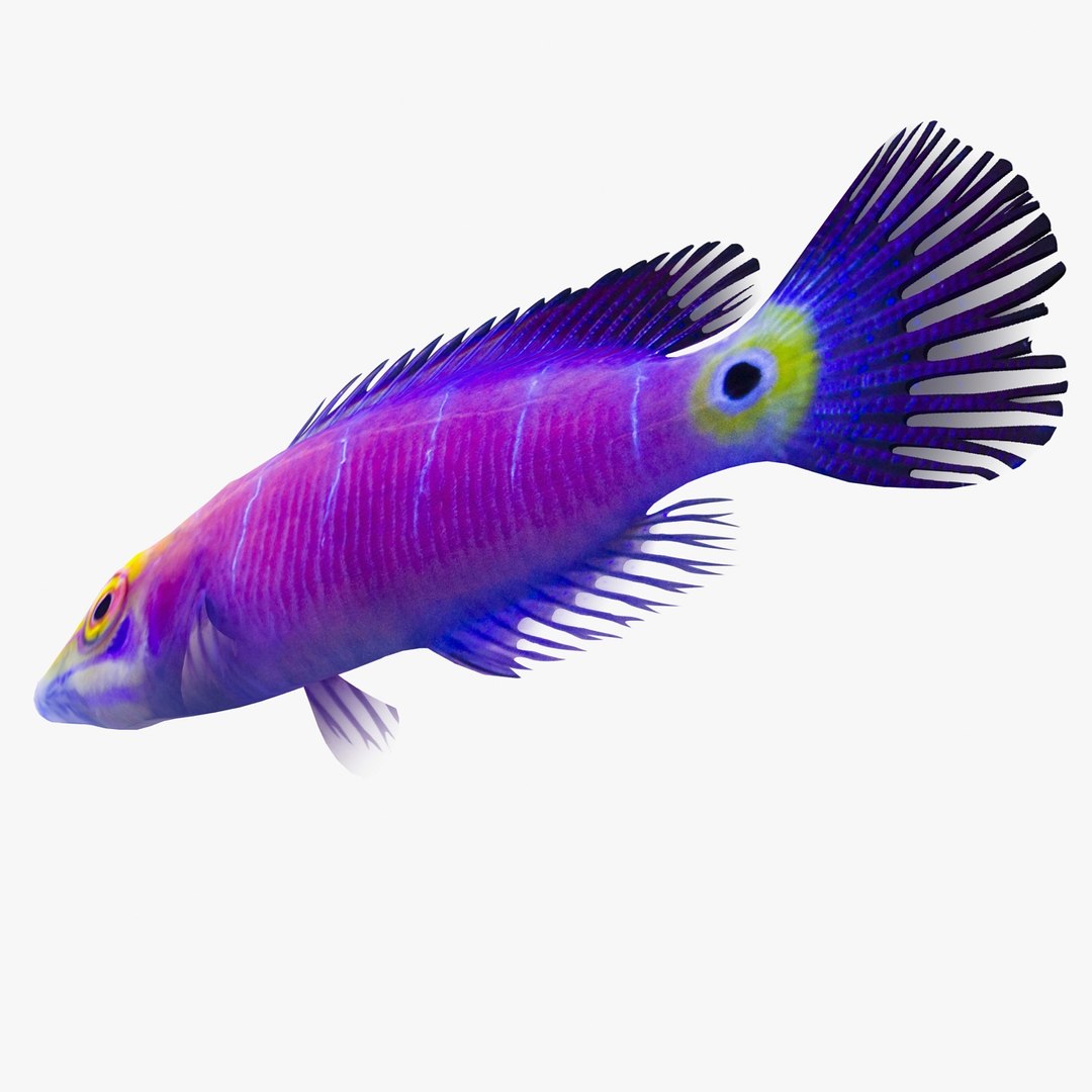 reef fish 3D model https://p.turbosquid.com/ts-thumb/cX/VdrrwU/LdmMqpt9/mysterywrasser5/jpg/1510383094/1920x1080/fit_q87/5622297e7754bd9f351ea4b1920726c8d6f1ec0c/mysterywrasser5.jpg