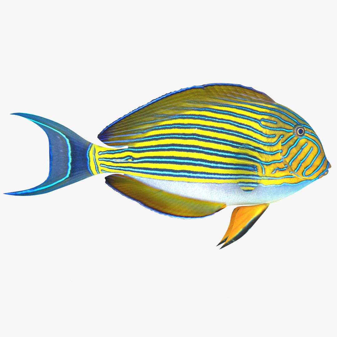 reef fish 3D model https://p.turbosquid.com/ts-thumb/cX/VdrrwU/M74snolW/clowntangr1/jpg/1510382942/1920x1080/fit_q87/ec7dda9f7a5608b0cca87b491efe85ba9157319b/clowntangr1.jpg