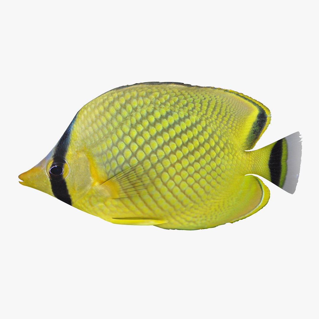 reef fish 3D model https://p.turbosquid.com/ts-thumb/cX/VdrrwU/MRFekD8l/latticedbutterflyfishr1/jpg/1510383093/1920x1080/fit_q87/7d80b568b98e4fdf7f82d8db90fef72d09c0e28f/latticedbutterflyfishr1.jpg