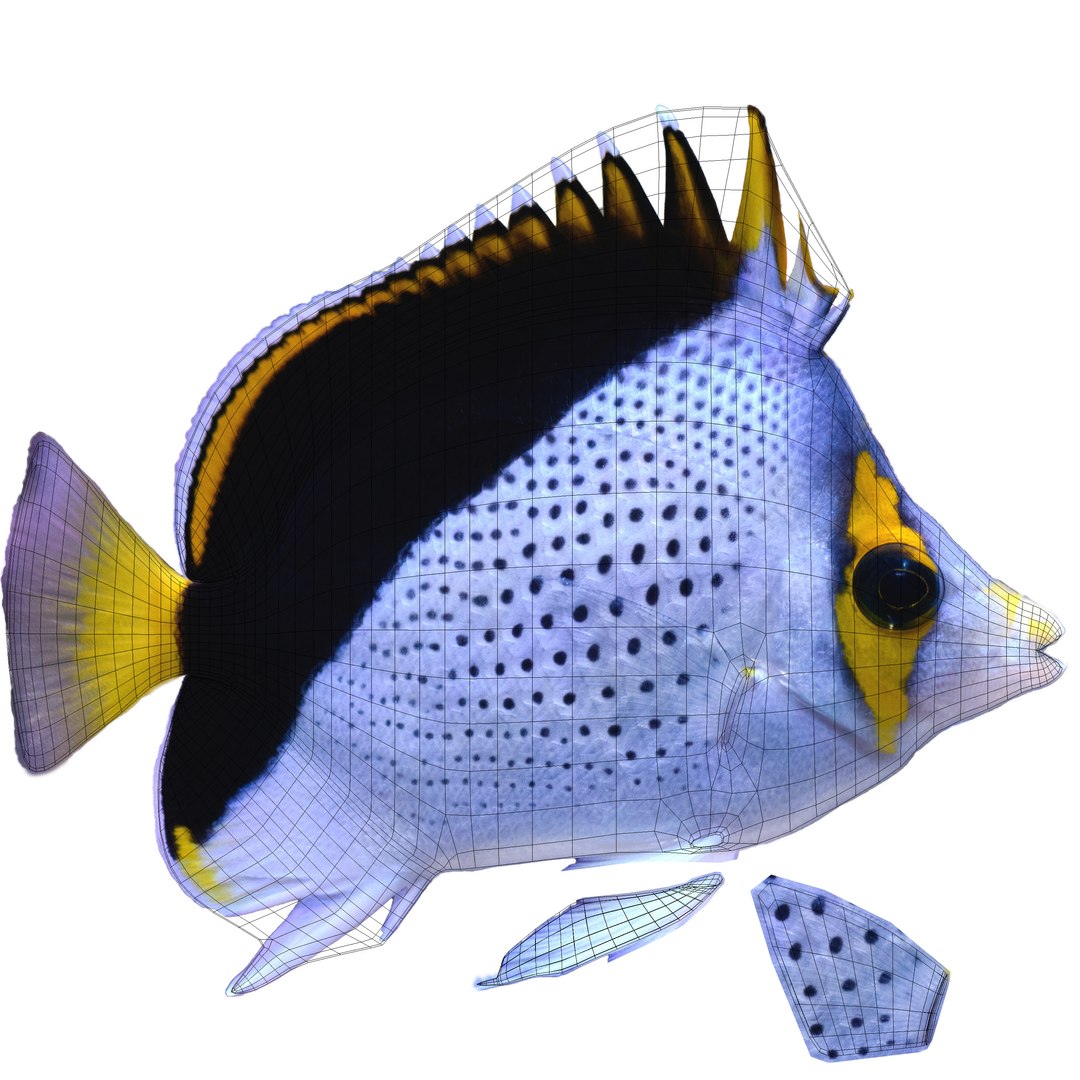 reef fish 3D model https://p.turbosquid.com/ts-thumb/cX/VdrrwU/MYZudtko/tinkers_butterflyfish_uv/jpg/1510383380/1920x1080/fit_q87/614b463166adf00ba9159207803a1bfe126f3e90/tinkers_butterflyfish_uv.jpg