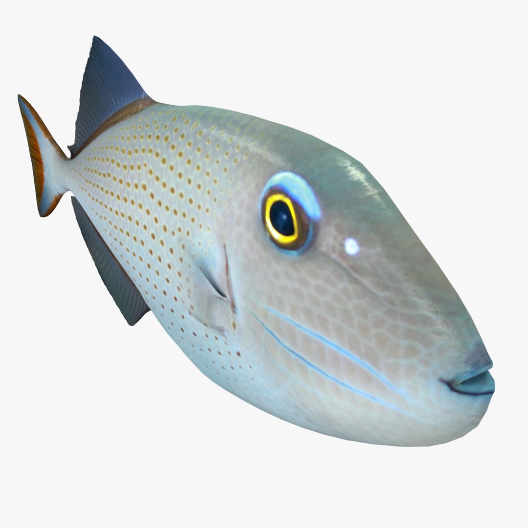 reef fish 3D model https://p.turbosquid.com/ts-thumb/cX/VdrrwU/NRIVCdSj/sargassumr2/jpg/1510383187/1920x1080/fit_q87/b6f27a2ad6fbf2f7c7bd06fe46b0952c004b3987/sargassumr2.jpg