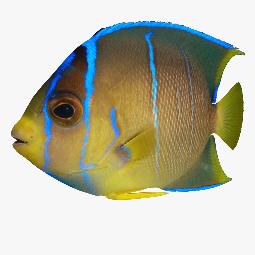 reef fish 3D model https://p.turbosquid.com/ts-thumb/cX/VdrrwU/OQQIaRsU/pomacanthusr1/jpg/1510383187/1920x1080/fit_q87/4d9c6f801f1f6845444bc6193d15bce927889289/pomacanthusr1.jpg