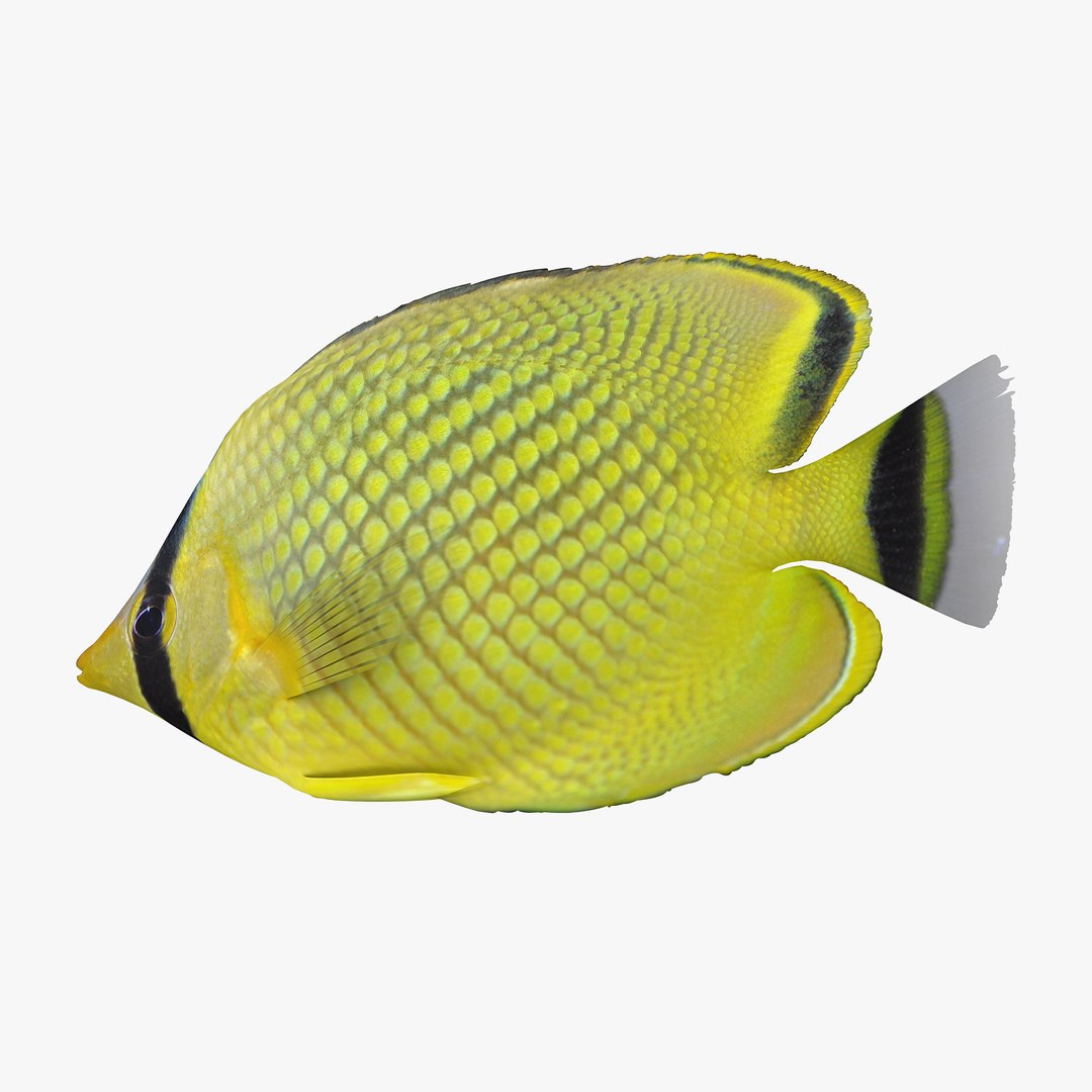 reef fish 3D model https://p.turbosquid.com/ts-thumb/cX/VdrrwU/OWUXeEyl/latticedbutterflyfishr3/jpg/1510383093/1920x1080/fit_q87/1017600d8870765a78c0be1408d1f9dd0a3aae0d/latticedbutterflyfishr3.jpg