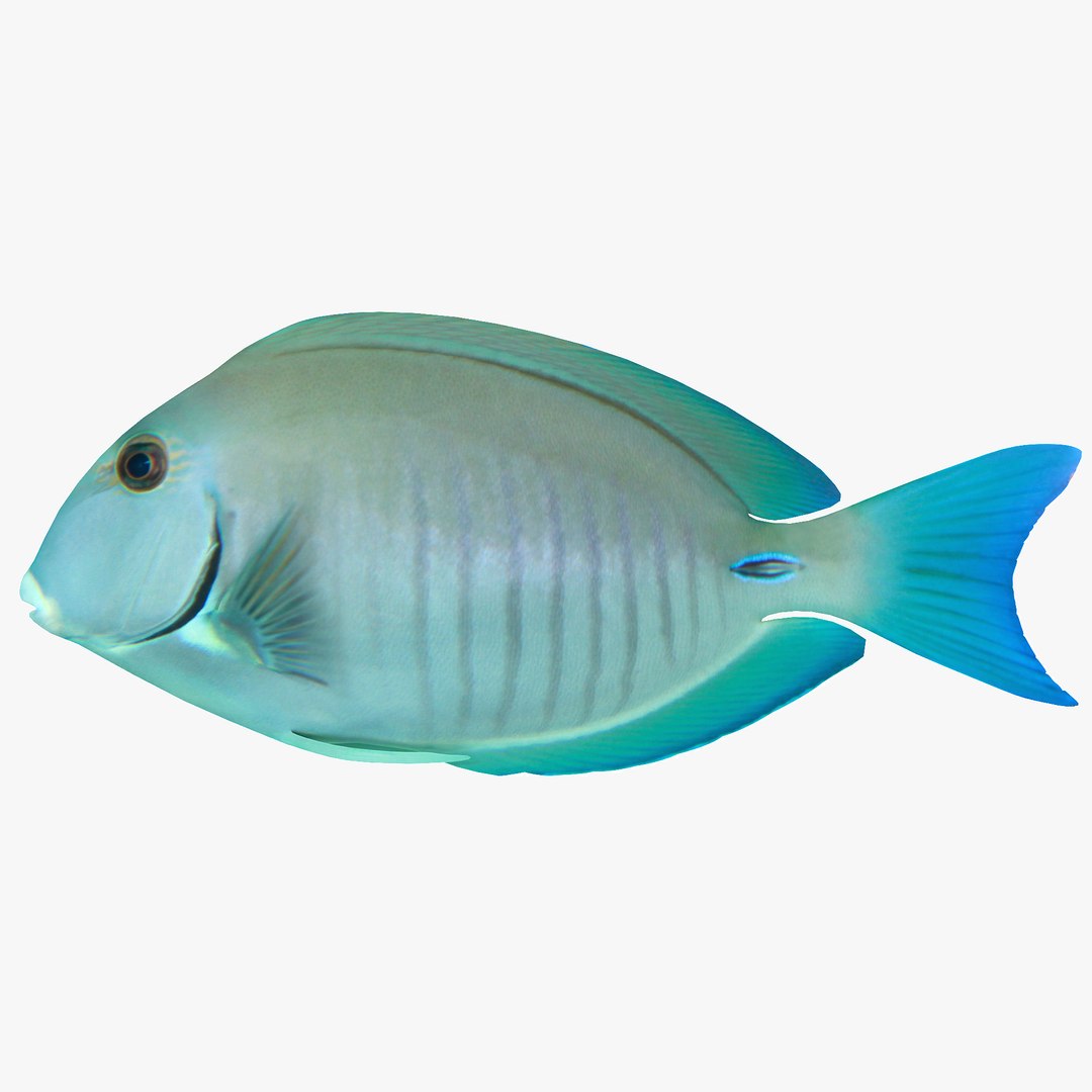 reef fish 3D model https://p.turbosquid.com/ts-thumb/cX/VdrrwU/QzO0jecQ/doctorfishr1/jpg/1510382942/1920x1080/fit_q87/642eca1ac5980e68da8ed6996cba675cd3327a55/doctorfishr1.jpg