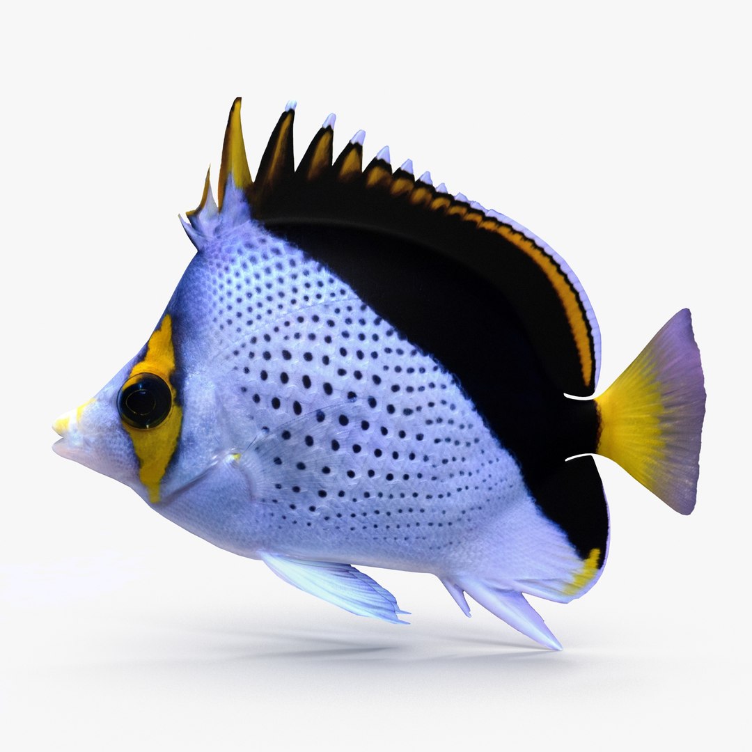 reef fish 3D model https://p.turbosquid.com/ts-thumb/cX/VdrrwU/RU37wKAh/tinkers_r0001/jpg/1510383380/1920x1080/fit_q87/c90bf326b4a109b49a7e24259f82a068b9bc08ec/tinkers_r0001.jpg