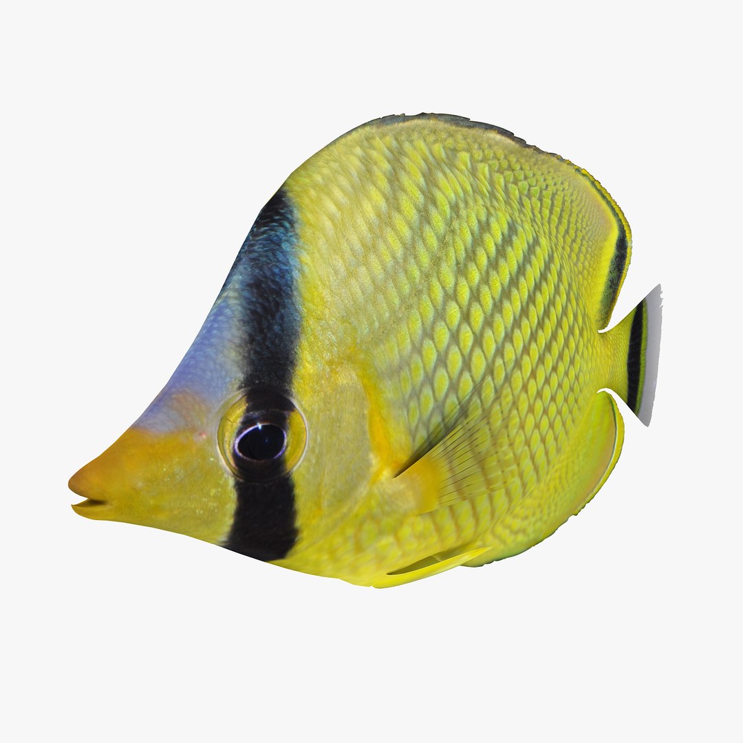 reef fish 3D model https://p.turbosquid.com/ts-thumb/cX/VdrrwU/SvP0dERh/latticedbutterflyfishr2/jpg/1510383093/1920x1080/fit_q87/ebb9821cca90be1659081556e9b448afb6e72340/latticedbutterflyfishr2.jpg
