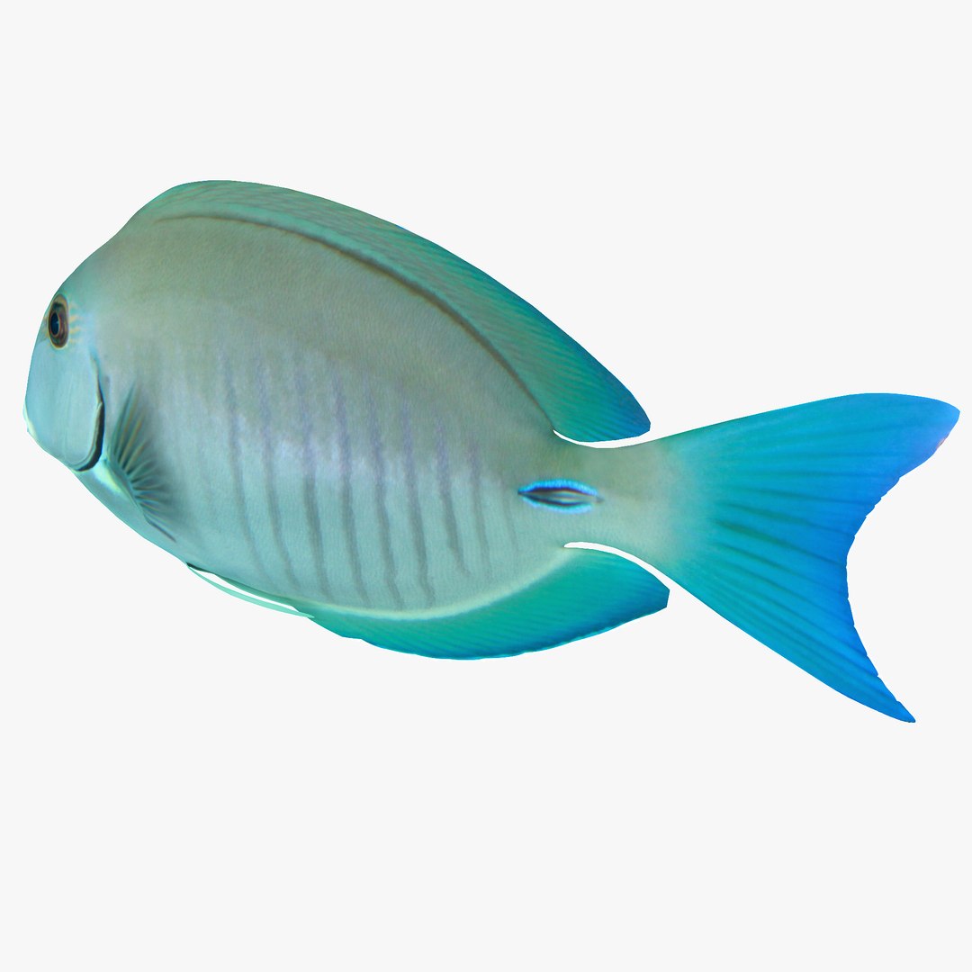 reef fish 3D model https://p.turbosquid.com/ts-thumb/cX/VdrrwU/Yk55knQE/doctorfishr2/jpg/1510382942/1920x1080/fit_q87/27f7325a91f216312bcb47ea05663e2b70e71d3b/doctorfishr2.jpg