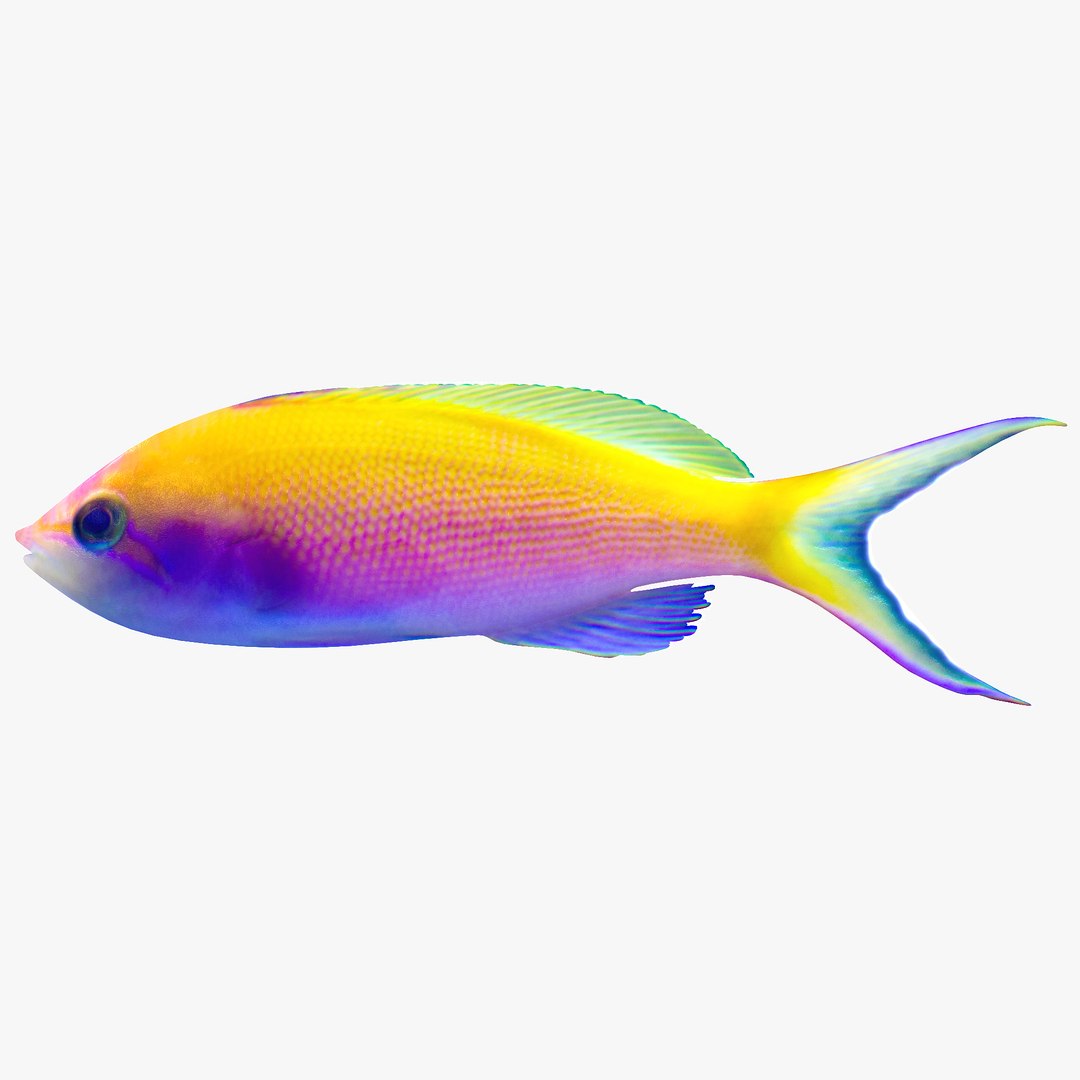reef fish 3D model https://p.turbosquid.com/ts-thumb/cX/VdrrwU/aTY4kOZI/bartlettsanthias2r1/jpg/1510382941/1920x1080/fit_q87/c74adaaf25b9decfb46039376c4b59101cb3528d/bartlettsanthias2r1.jpg