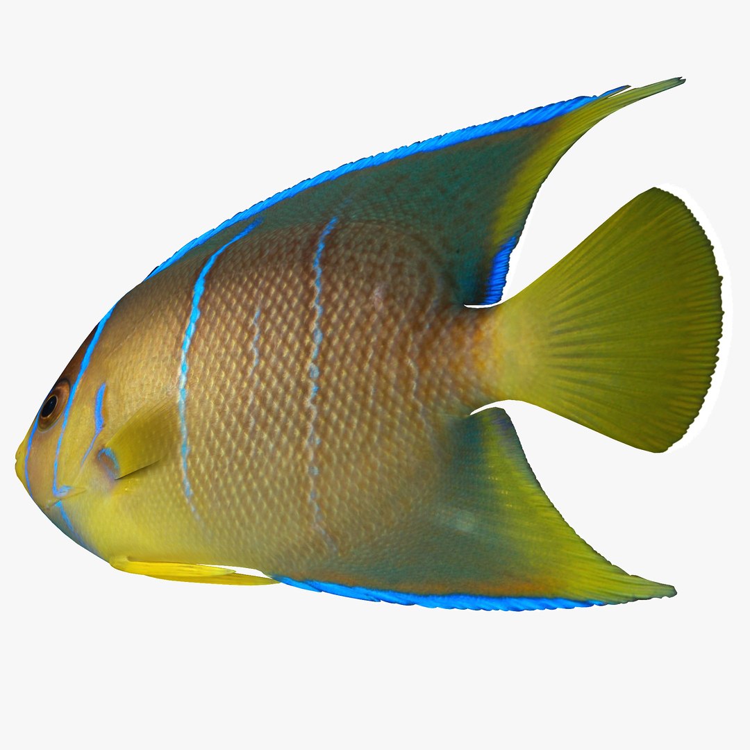 reef fish 3D model https://p.turbosquid.com/ts-thumb/cX/VdrrwU/bkfw4Shb/pomacanthusr3/jpg/1510383187/1920x1080/fit_q87/1d41d7a1dbc3d4fb61810c4b3cde0d0bcf804cf5/pomacanthusr3.jpg