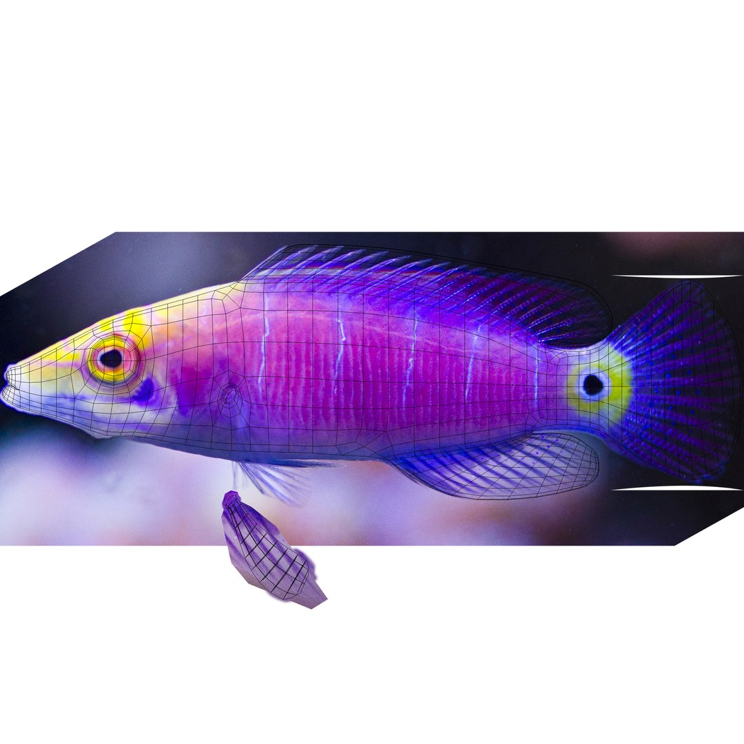 reef fish 3D model https://p.turbosquid.com/ts-thumb/cX/VdrrwU/d9Z318RJ/mysterywrasseuvs/jpg/1510383094/1920x1080/fit_q87/d83d8c5592462943c72fe4be30805429cbbd843d/mysterywrasseuvs.jpg