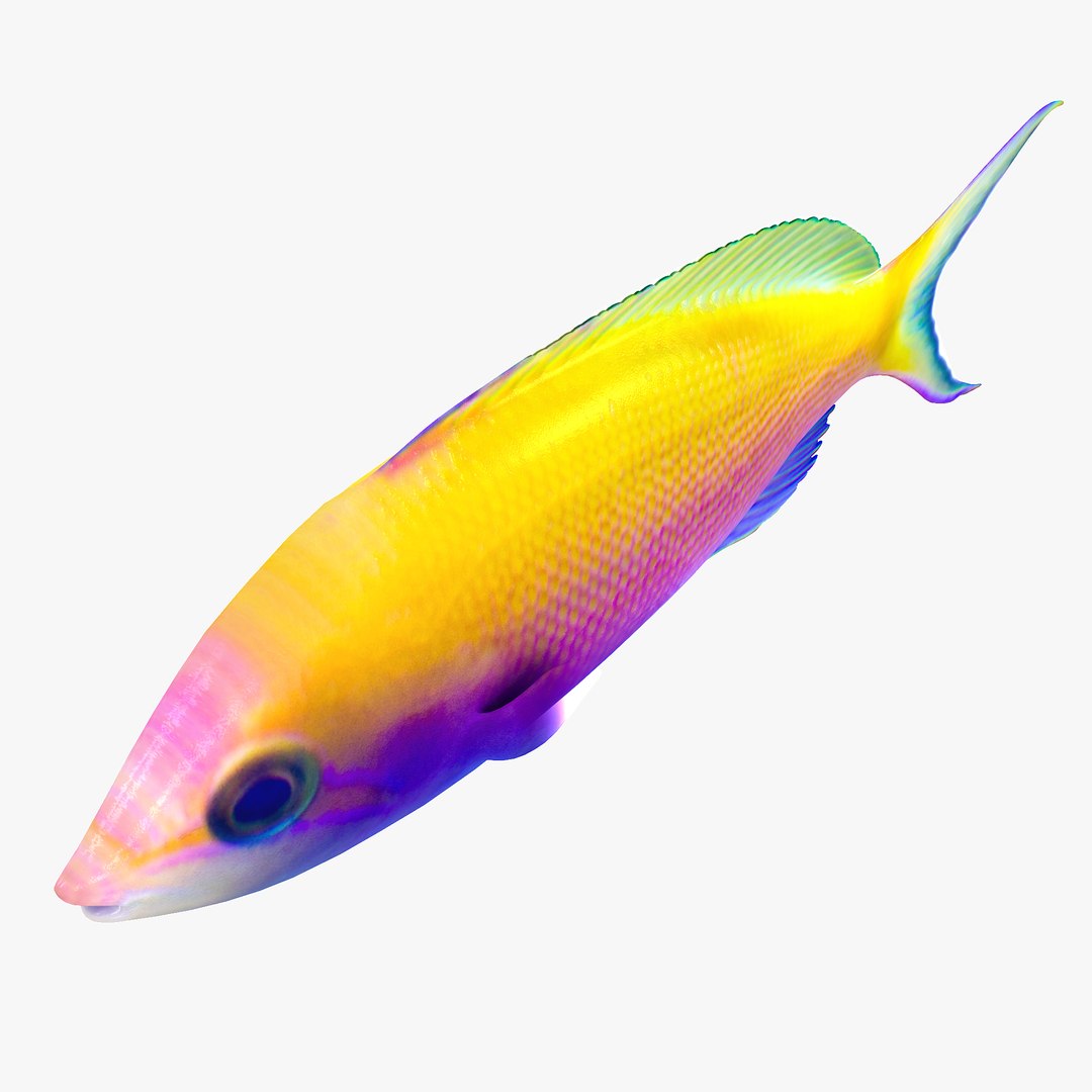reef fish 3D model https://p.turbosquid.com/ts-thumb/cX/VdrrwU/huzqcDiy/bartlettsanthias2r5/jpg/1510382941/1920x1080/fit_q87/7f126a209c41fd51771893a3a4d208a97dcf8ac5/bartlettsanthias2r5.jpg