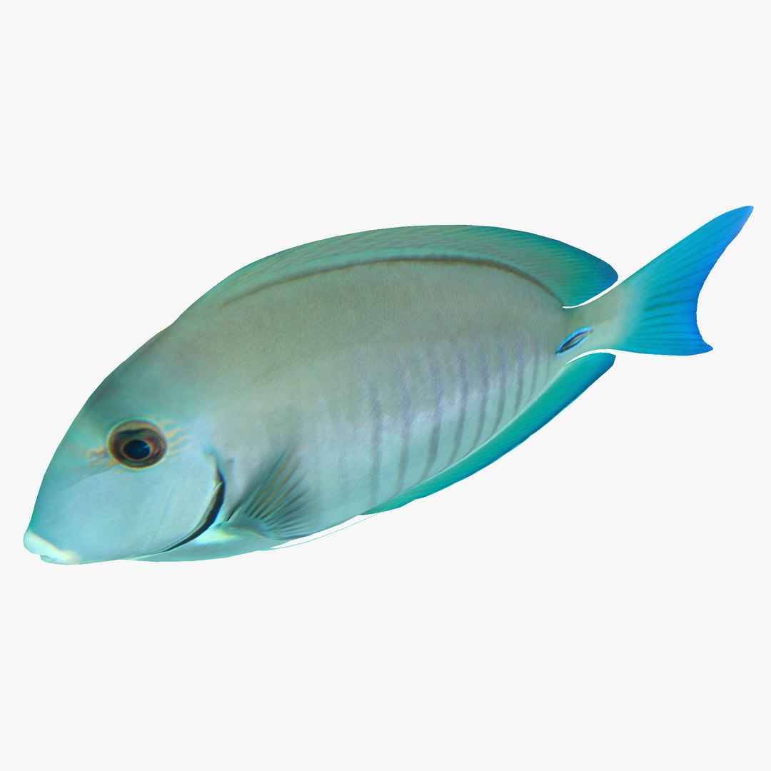 reef fish 3D model https://p.turbosquid.com/ts-thumb/cX/VdrrwU/lnjvaelg/doctorfishr7/jpg/1510382942/1920x1080/fit_q87/d155591688d5723e17747c40f381237f9e890fff/doctorfishr7.jpg