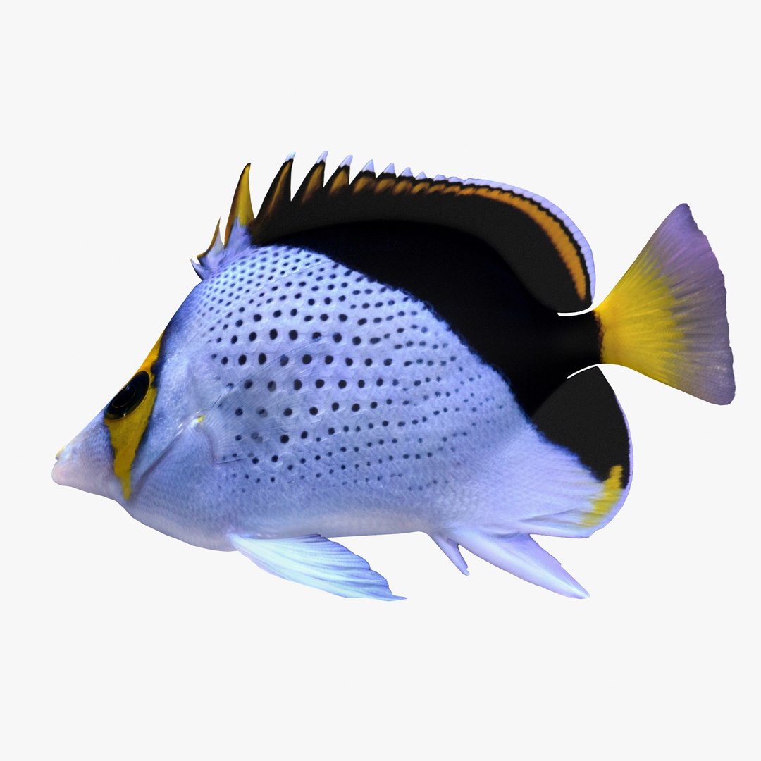 reef fish 3D model https://p.turbosquid.com/ts-thumb/cX/VdrrwU/tbOtVgw5/tinkers_r0004/jpg/1510383380/1920x1080/fit_q87/2fbca12174e252255641583f3504370397abc163/tinkers_r0004.jpg