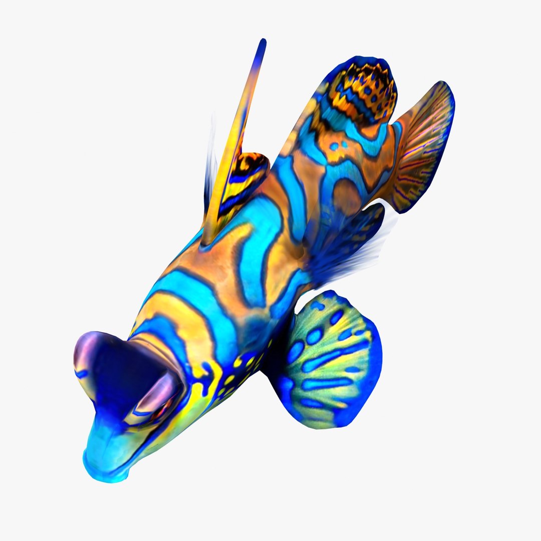 reef fish 3D model https://p.turbosquid.com/ts-thumb/cX/VdrrwU/uev0O1Iz/mand5/jpg/1510383093/1920x1080/fit_q87/3c0be6d43b2782fe3004541febc461fe4f34912d/mand5.jpg