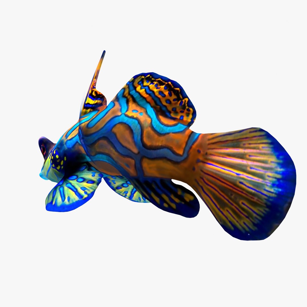 reef fish 3D model https://p.turbosquid.com/ts-thumb/cX/VdrrwU/xQbZ4JlT/mand3/jpg/1510383093/1920x1080/fit_q87/2a707b90e3d315d8911ef03829893eaa81f91993/mand3.jpg