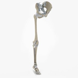 3D Lower limb Skeleton