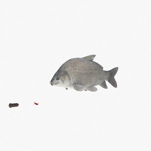 smallmouth buffalo fish carp 3D
