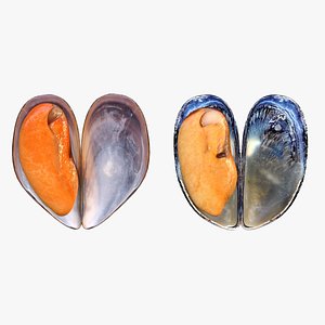 3D Mussel Shell