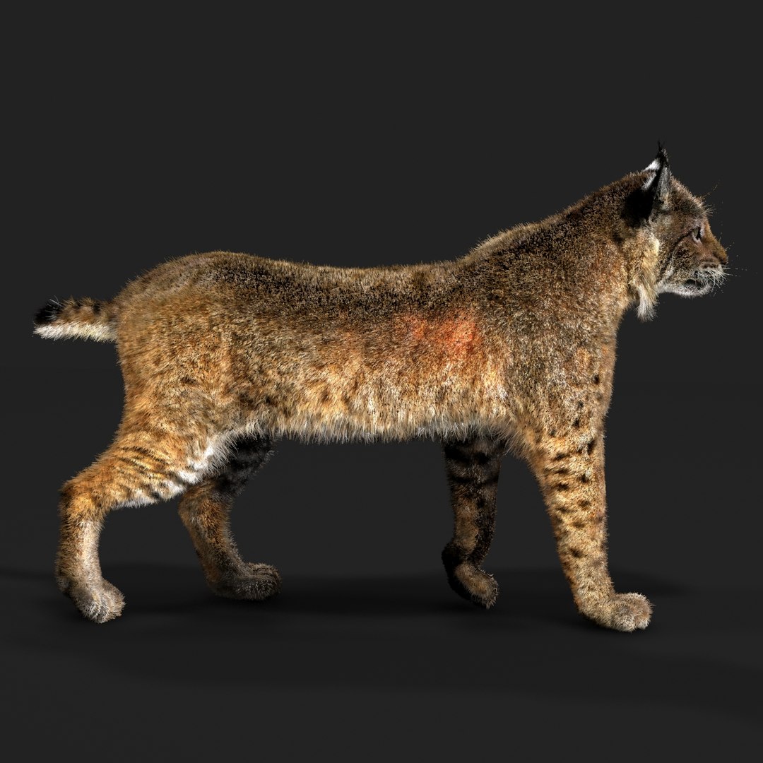 3D Bobcat Fur - TurboSquid 2025440