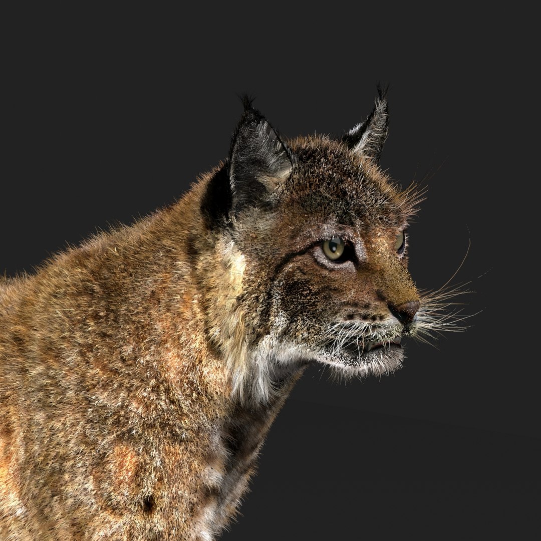 3D Bobcat Fur - TurboSquid 2025440