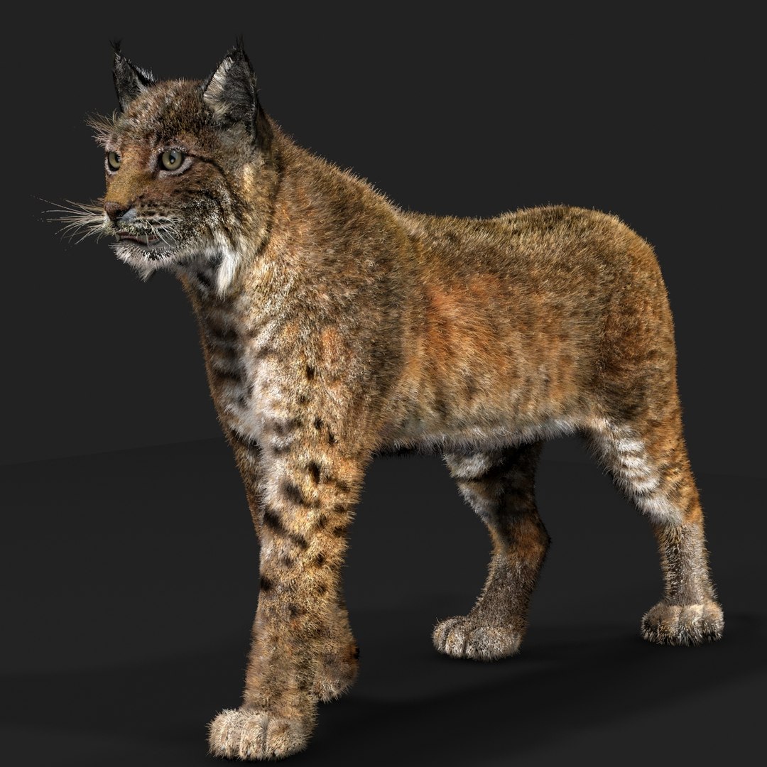 3D Bobcat Fur - TurboSquid 2025440