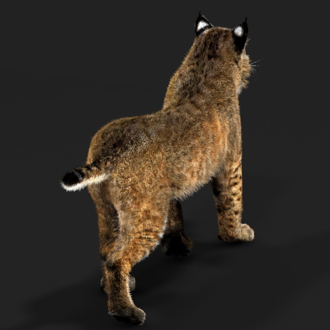 3D Bobcat Fur - TurboSquid 2025440