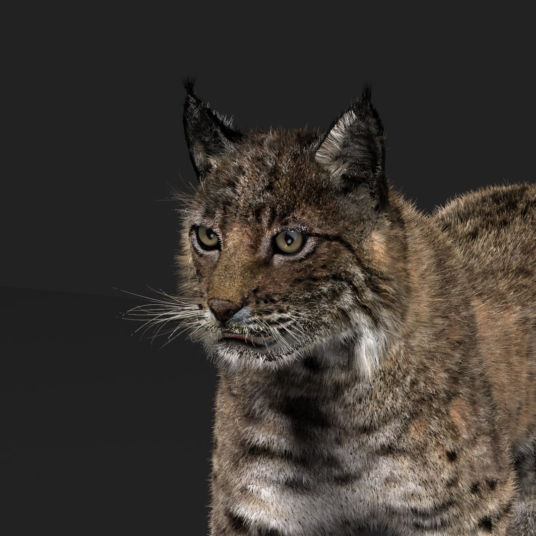 3D Bobcat Fur - TurboSquid 2025440